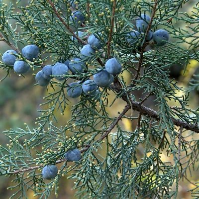 Juniper Berry Essential Oil Egypt 5